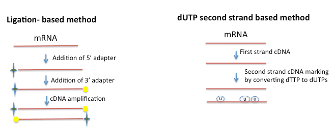 Directional RNA Sequencing