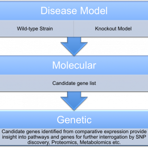 disease model