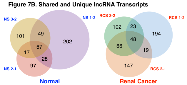 Shared ncRNA Transcripts