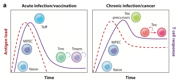 T cell Exhaustion
